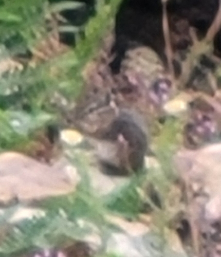 Cliff Chipmunk observed by kstudey