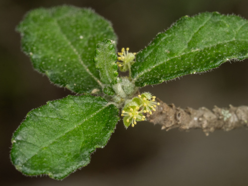 Bernardia myricifolia, photograph 3
