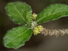 Bernardia myricifolia, photograph (c) Turner Brockman, some rights reserved (CC BY-SA)