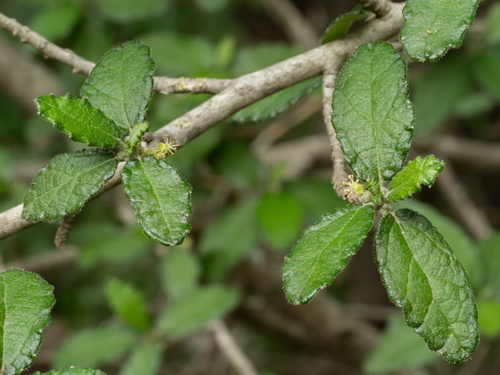 Bernardia myricifolia, photograph 4