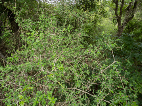 Bernardia myricifolia, photograph 5