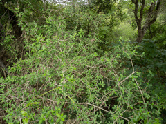 Bernardia myricifolia, photograph (c) Turner Brockman, some rights reserved (CC BY-SA)
