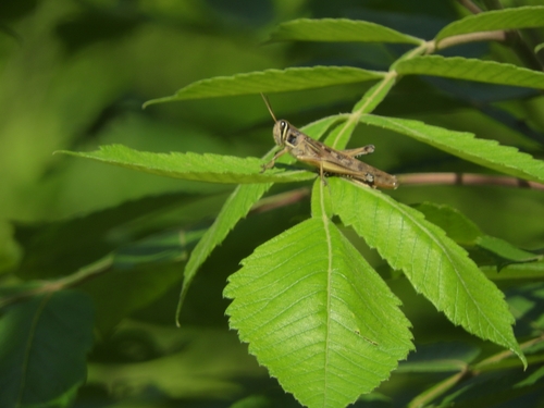 Patanga japonica