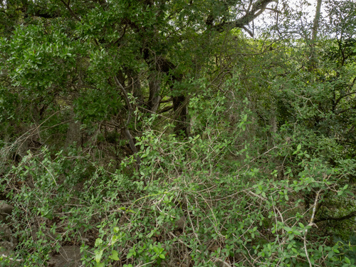 Bernardia myricifolia, photograph 6