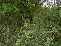 Bernardia myricifolia, photograph (c) Turner Brockman, some rights reserved (CC BY-SA)