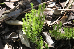 Galium andrewsii