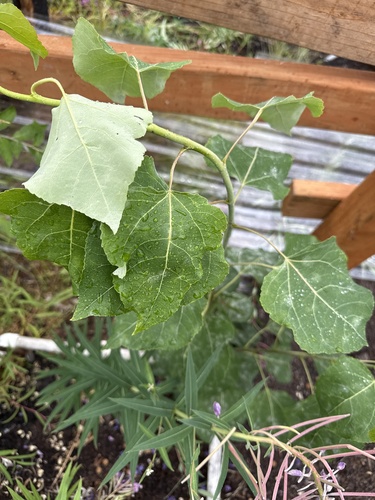 quaking aspen