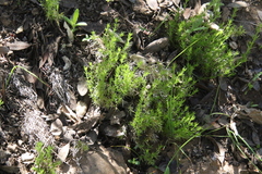 Galium andrewsii
