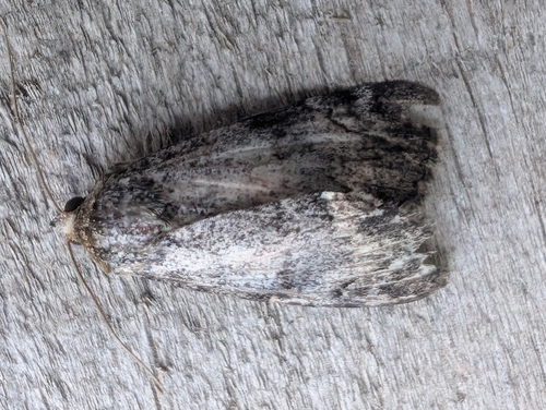 Little Underwing photo 4