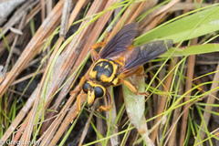 Laphria saffrana