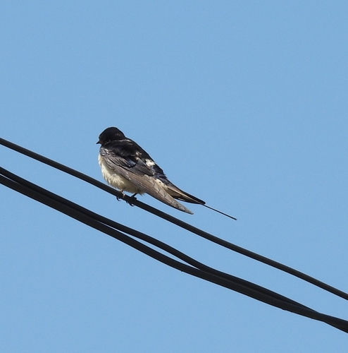 Barn Swallow