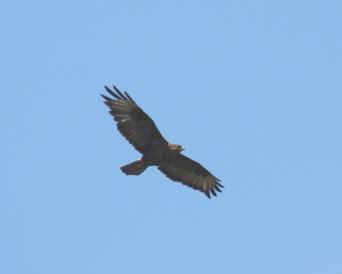Common Buzzard