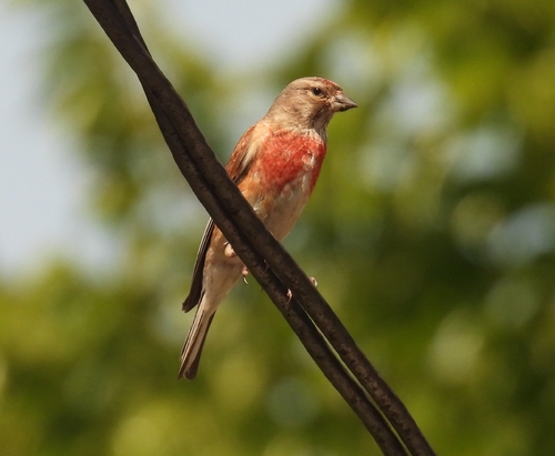 Eurasian Linnet