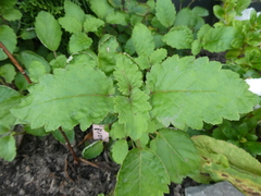 Jovellana sinclairii