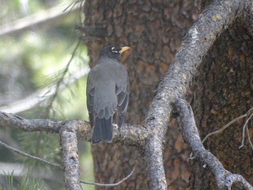iNaturalist observation photo of American Robin