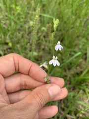 Lobelia spicata