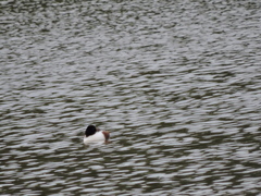 Spatula clypeata