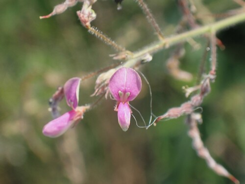 Desmodium tortuosum observed 2026-07-09