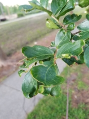 Magnoliopsida