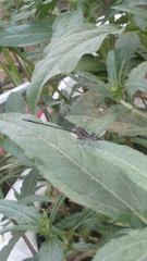 Anisoptera