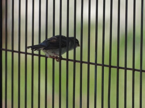 House Sparrow