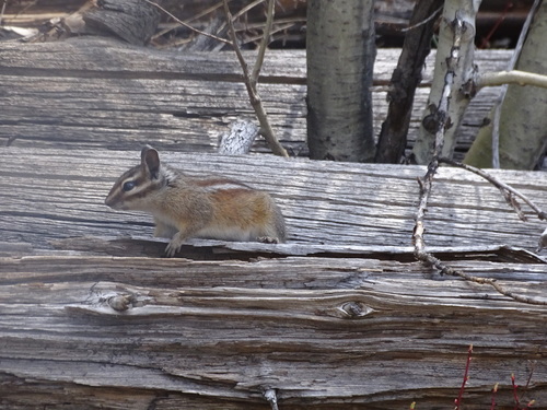 iNaturalist observation photo of Long-eared Chipmunk