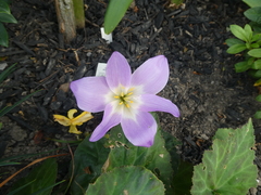 Colchicum bivonae