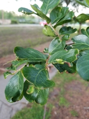 Magnoliopsida