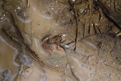 Leptodactylus leptodactyloides