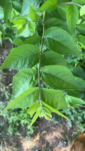 Amur honeysuckle