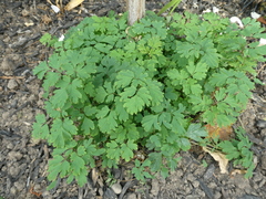 Corydalis flexuosa
