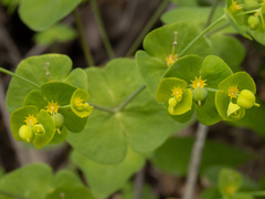 Euphorbia roemeriana