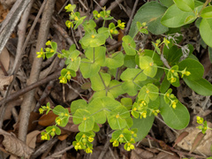 Euphorbia roemeriana, photograph (c) Turner Brockman, some rights reserved (CC BY-SA)