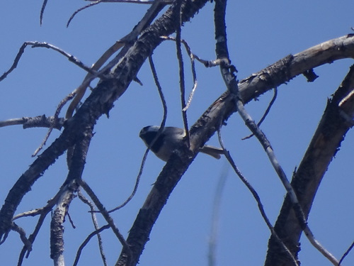 iNaturalist observation photo of Mountain Chickadee