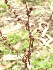 Rumex dumosus
