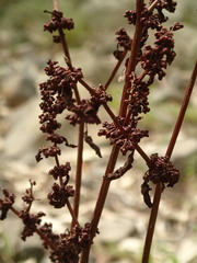 Rumex dumosus