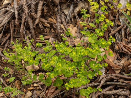 Euphorbia roemeriana, photograph 2