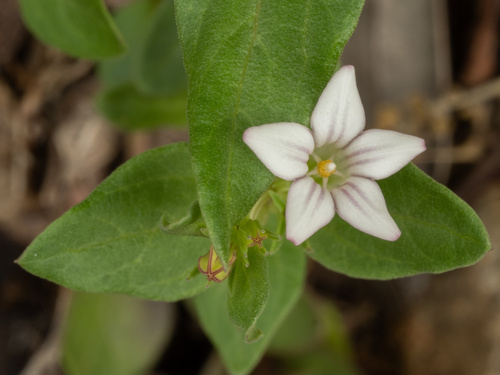 Spigelia hedyotidea