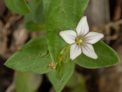 Spigelia hedyotidea