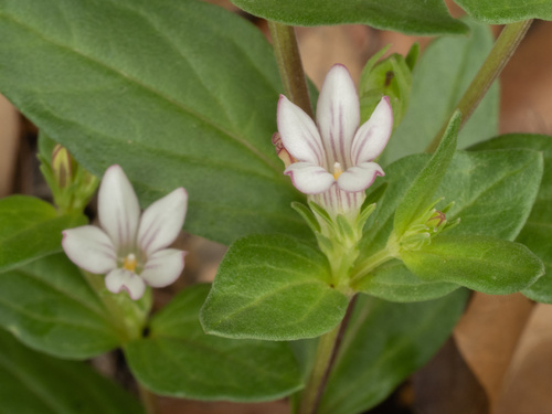 Spigelia hedyotidea, photograph 1