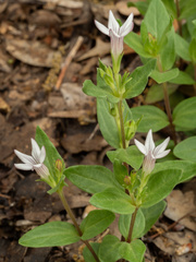Spigelia hedyotidea, photograph (c) Turner Brockman, some rights reserved (CC BY-SA)