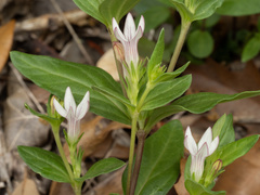 Spigelia hedyotidea, photograph (c) Turner Brockman, some rights reserved (CC BY-SA)
