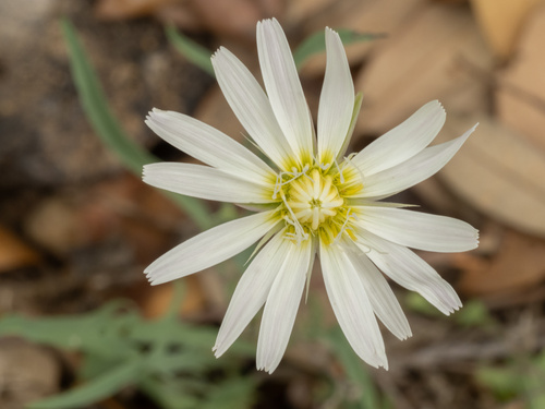 Pinaropappus roseus, photograph 4