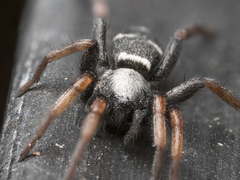 Sergiolus columbianus