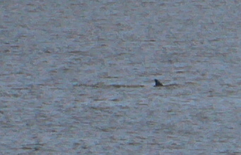 Tursiops aduncus<br>28 April, 2025