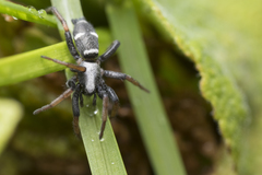 Sergiolus columbianus