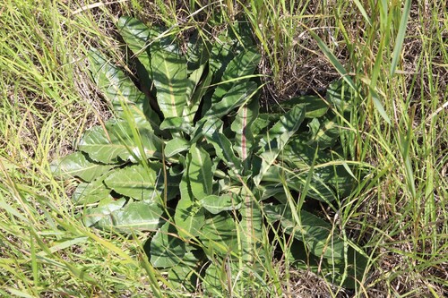 late-flowering dandelion