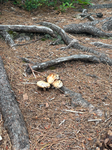 Mushrooms, Bracket Fungi, Puffballs, and Allies