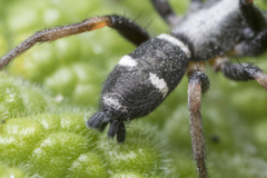 Sergiolus columbianus