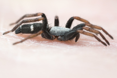 Sergiolus columbianus